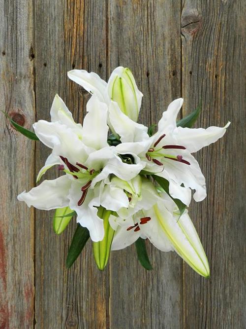 CASABLANCA WHITE ORIENTAL LILIES
